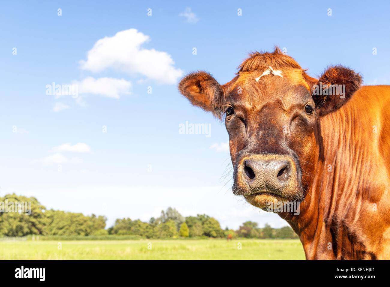 Tête de vache rouge heureuse devant, herbe verte de paysage comme fond, étiquettes jaunes d'oreille et un ciel bleu Banque D'Images
