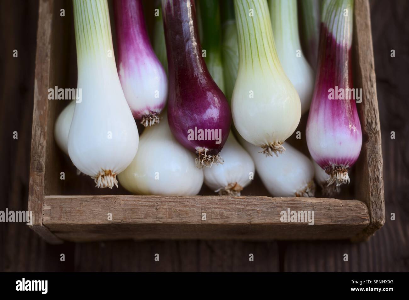 Bulbes d'oignon blanc et violet disposés dans une caisse en bois, composition rustique. Des échalotes fraîches, des légumes cultivés à la ferme vibrants Banque D'Images