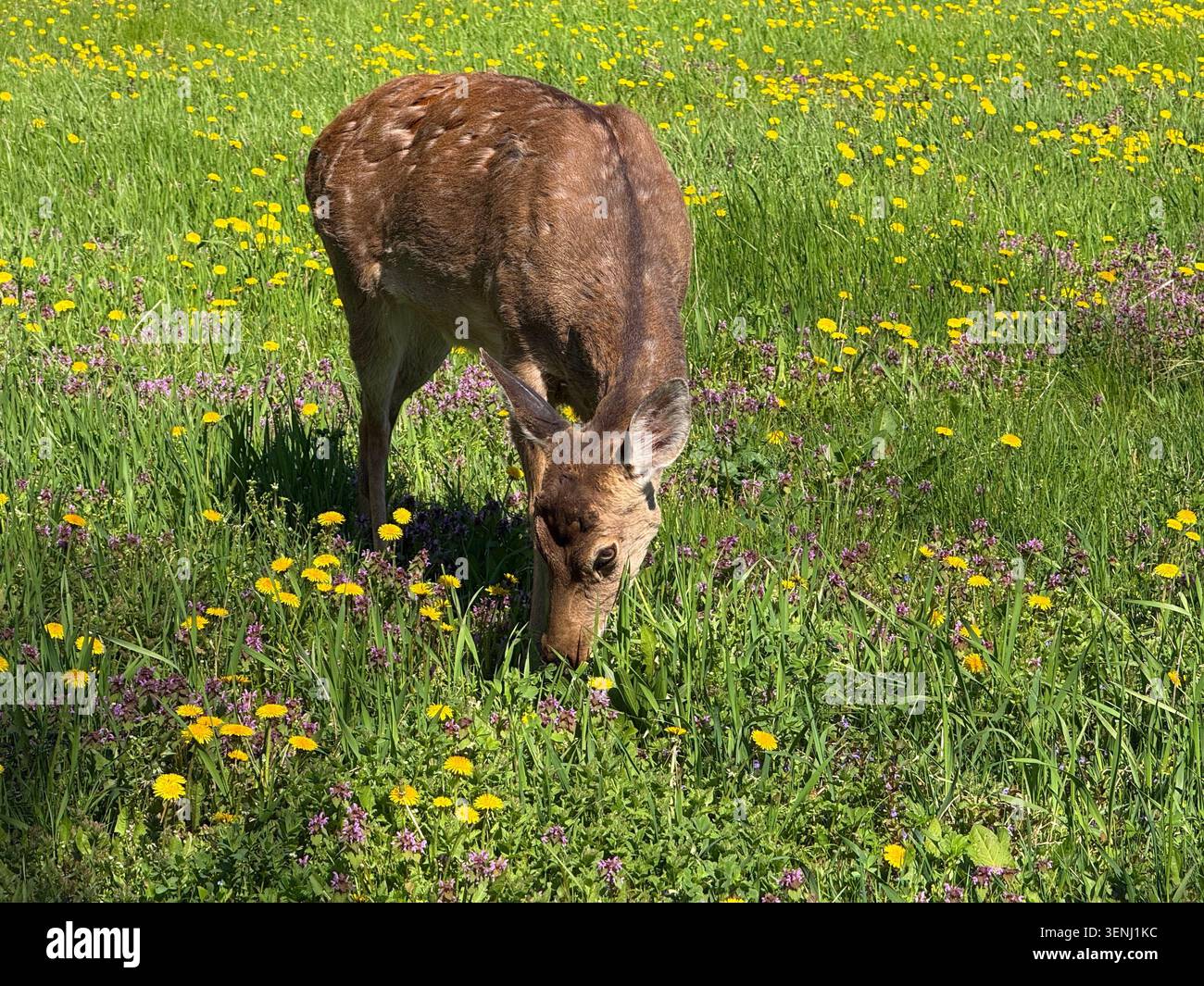 Les jeunes cerfs pâtissent dans la prairie pleine d'herbe luxuriante et de pissenlits Banque D'Images