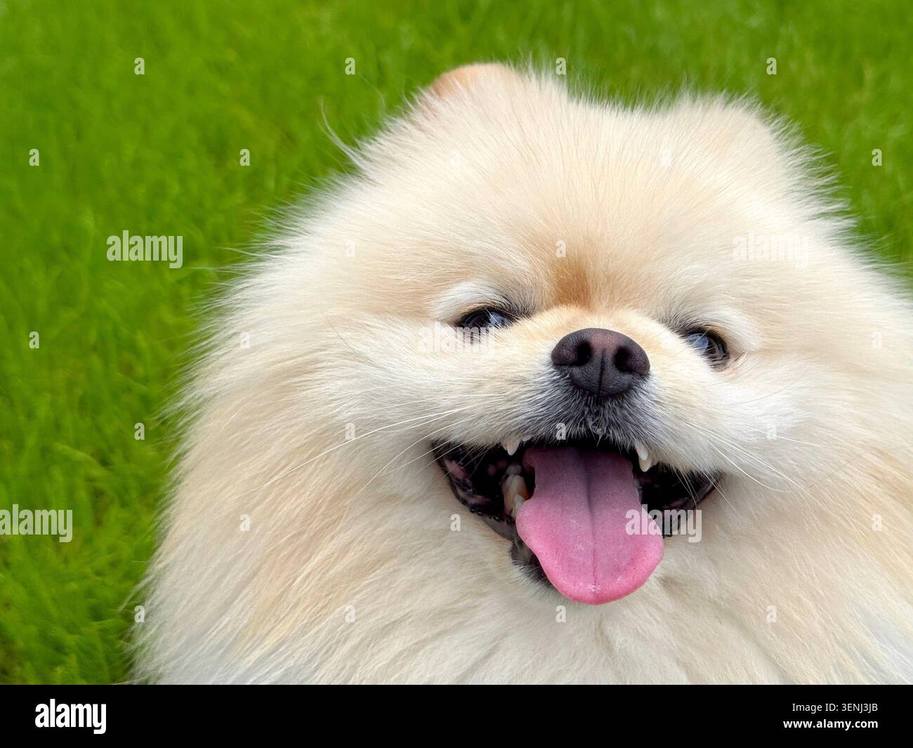 Spitz Pomeranian dog Banque D'Images