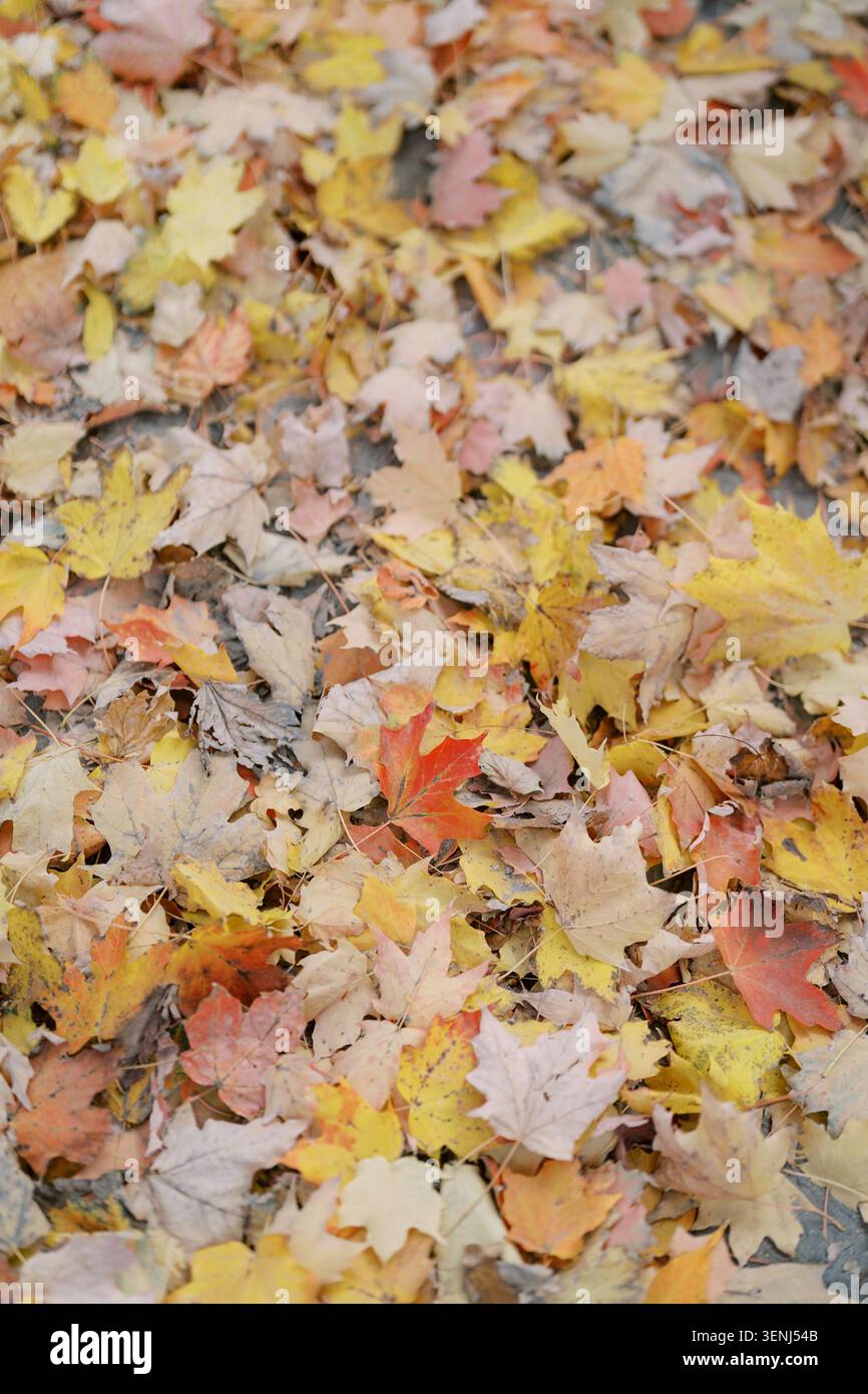 Feuilles d'érable d'automne colorées couvrant le sol Banque D'Images