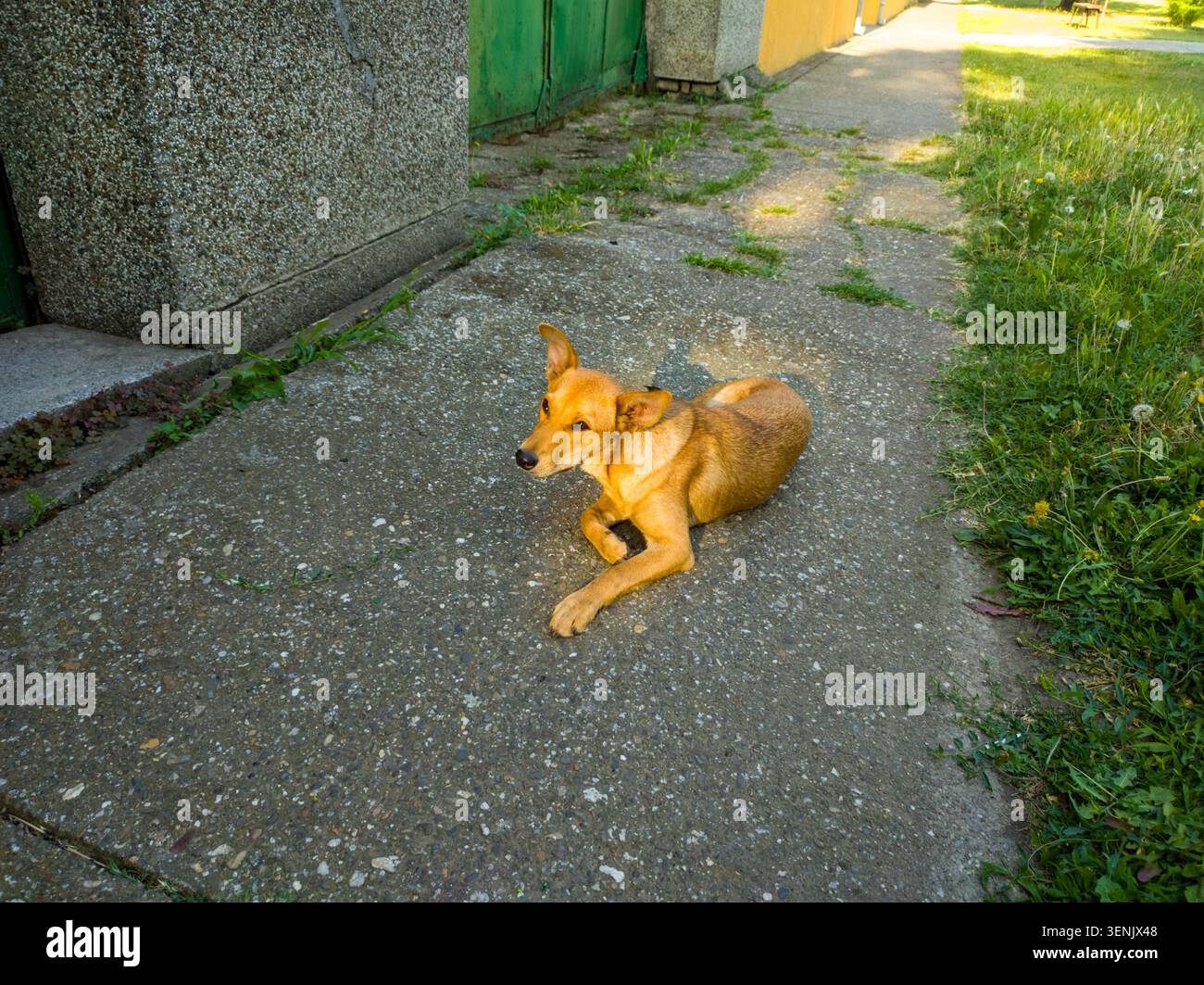 Chien errant allongé sur un chemin en béton à côté d'une pelouse verte. Banque D'Images