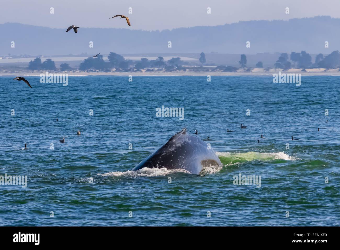 Baleine à bosse, Megaptera novaeangliae, complétant une plongée dans la baie de Monterey, Californie, États-Unis Banque D'Images