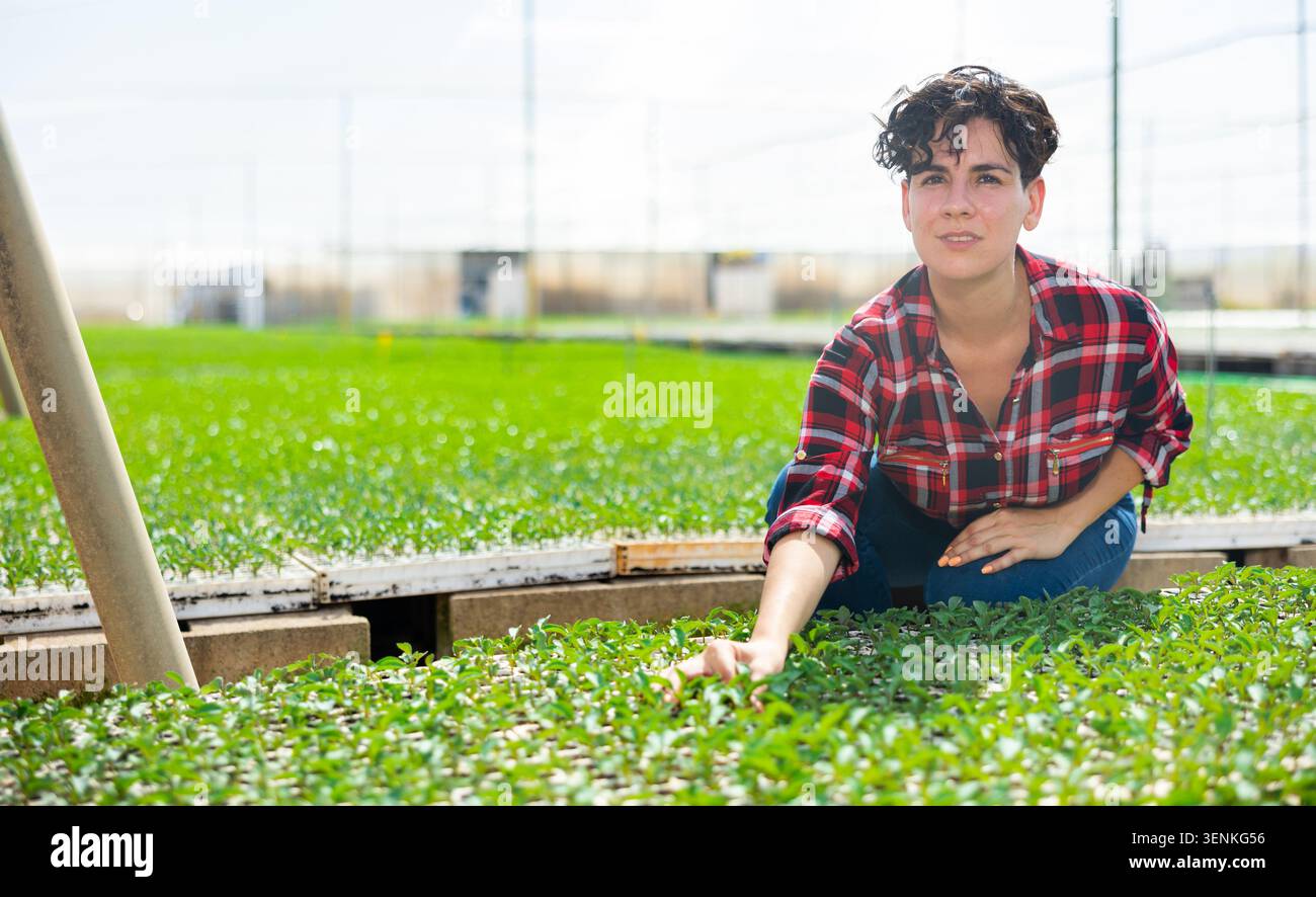 Une agricultrice travailleuse, cultivant des plants dans une serre, effectue leur inspection Banque D'Images