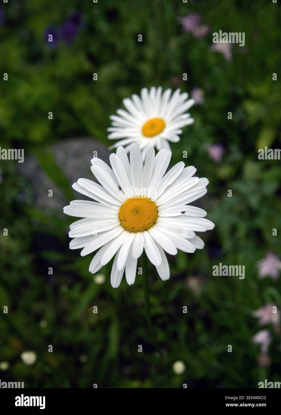 Fleur de Marguerite. Photo : Bo Arrhed Banque D'Images