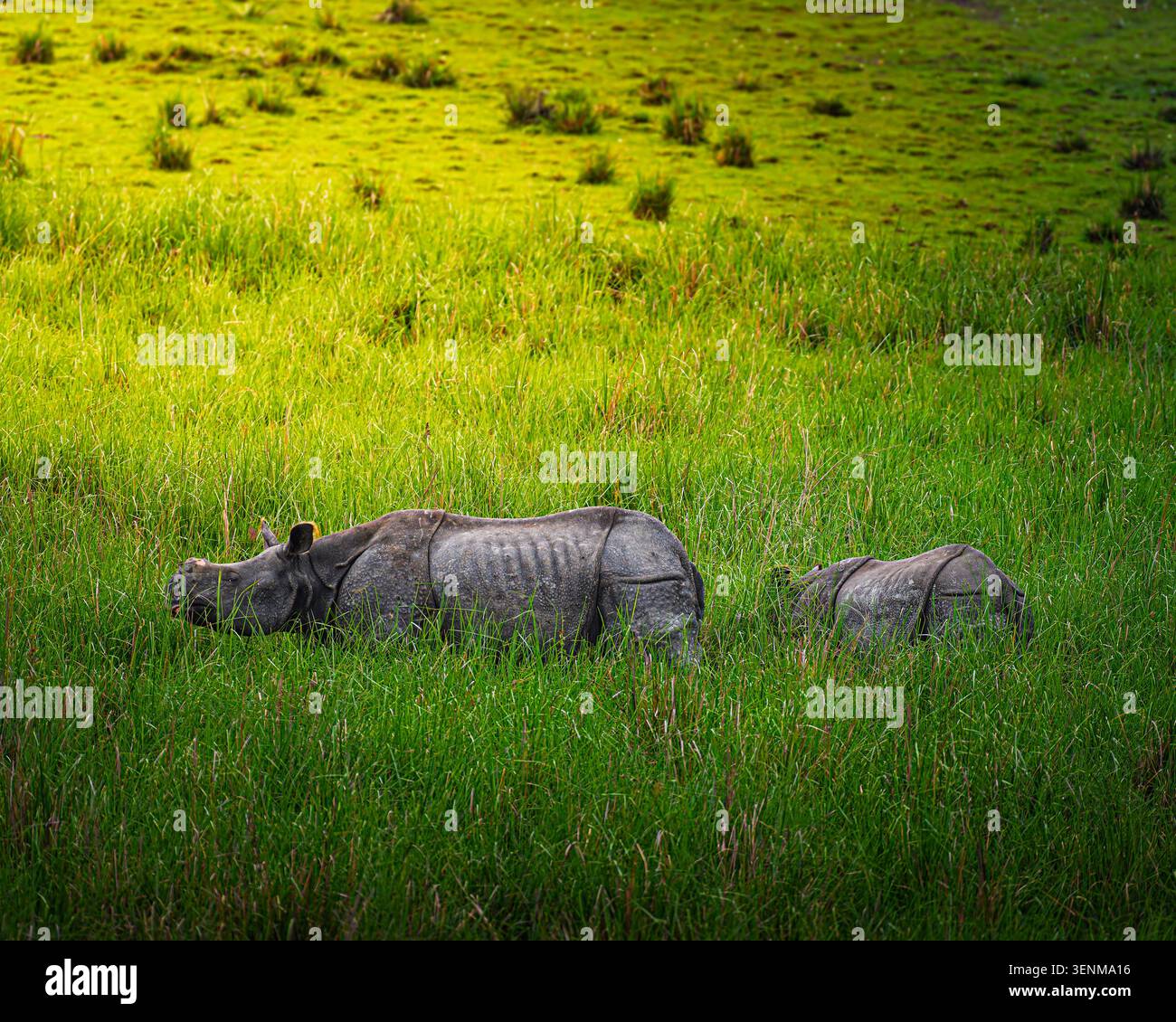 Le Grand rhinocéros indien à un corne Banque D'Images