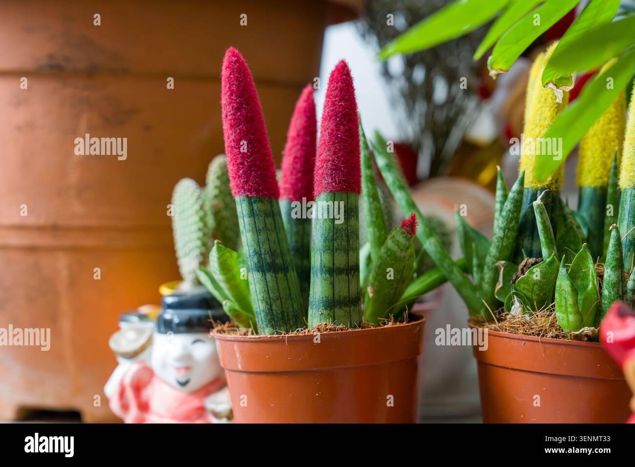 Plantes de cactus colorées dans des pots en terre cuite. Les pointes rouge vif contrastent avec les tiges rayées vertes. Plantes en pot disposées près d'un fond flou. Natura Banque D'Images