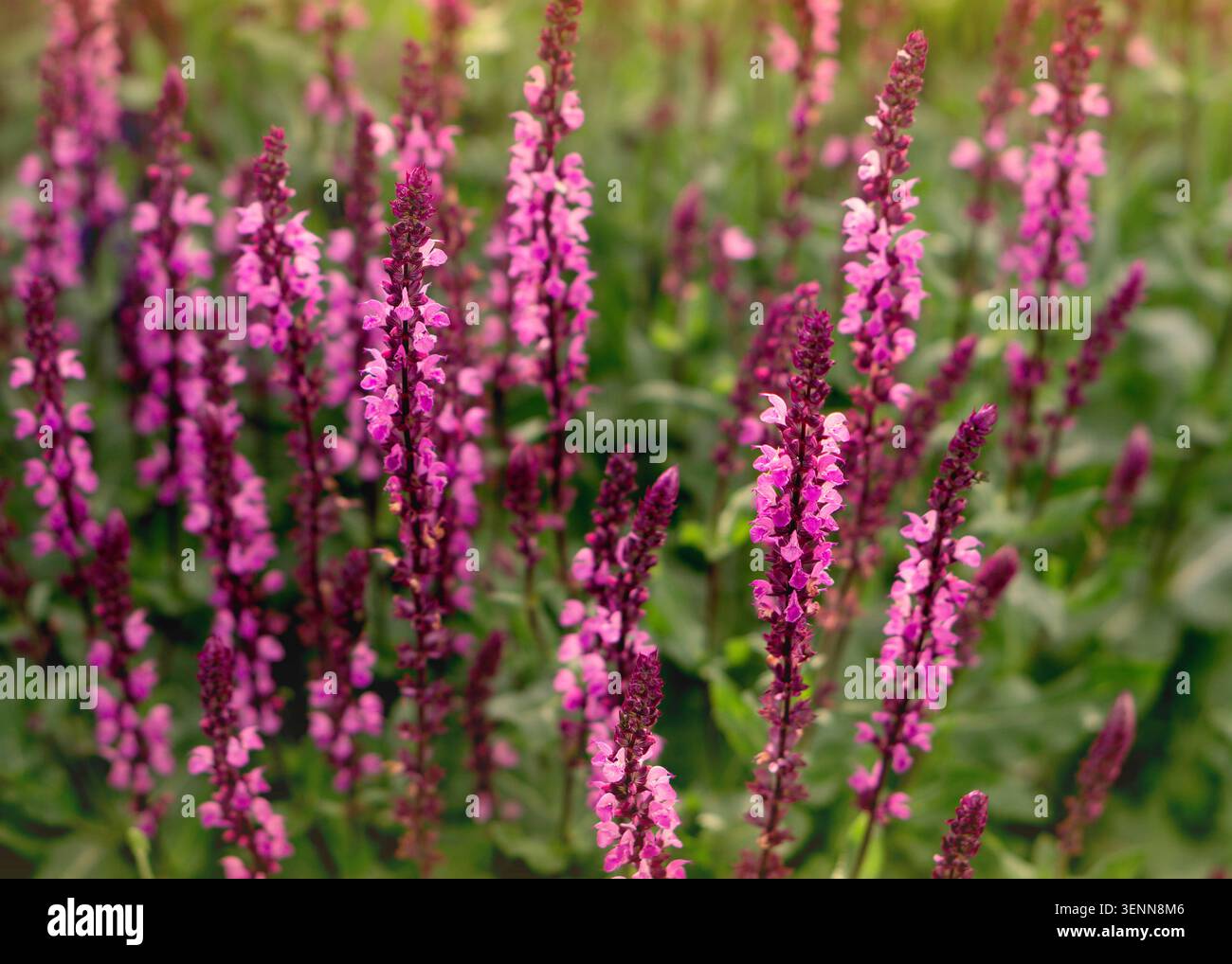 Belles fleurs roses de Salvia nemorosa (sauge des bois) dans le jardin Banque D'Images