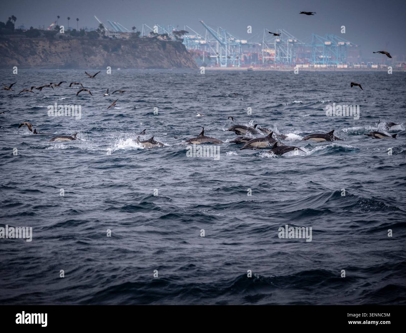 Pod de dauphins communs sautant dans l'océan Pacifique au large de Los Angeles, Californie, États-Unis, lors d'une excursion en bateau d'observation des baleines. Banque D'Images