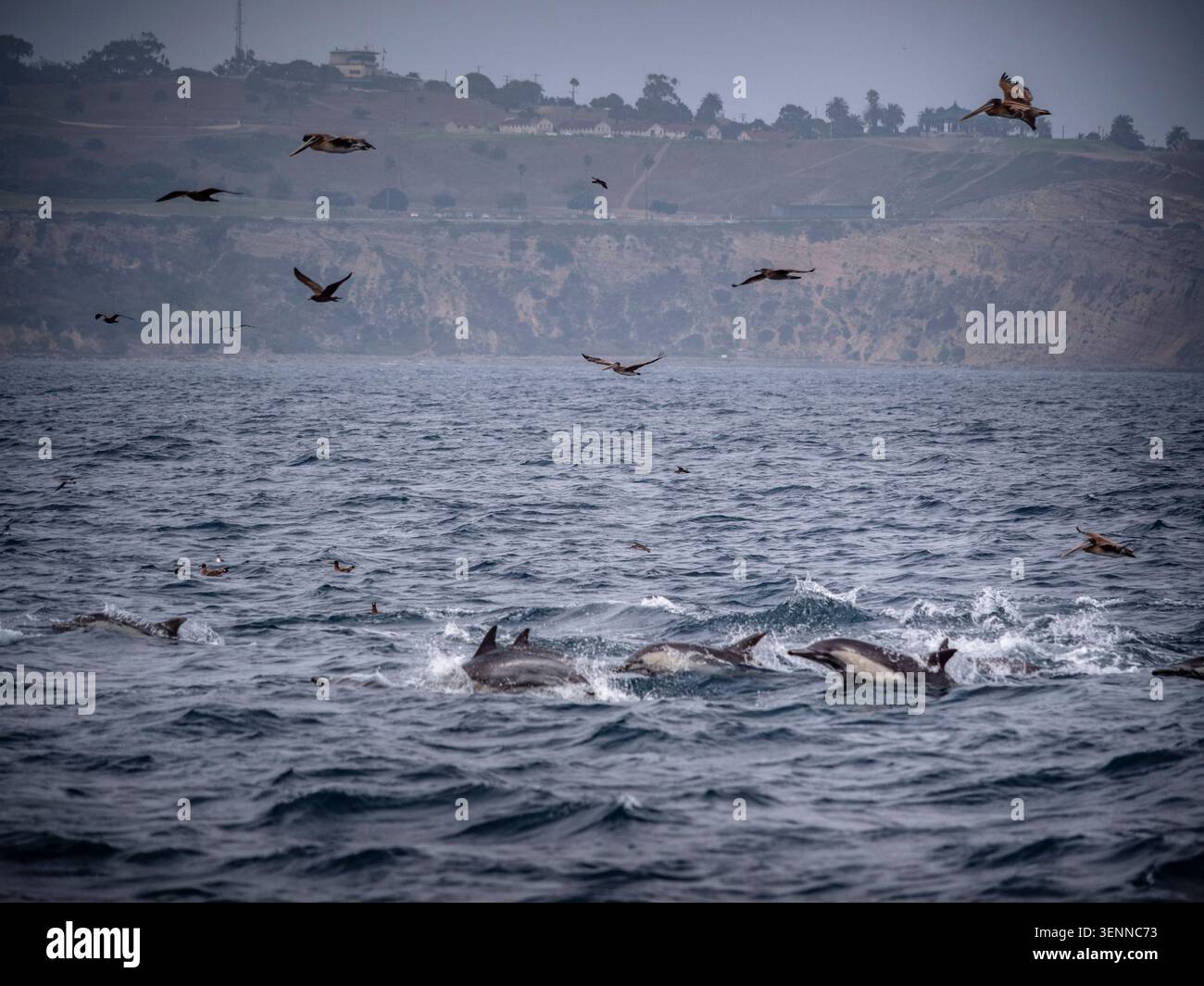 Pod de dauphins communs sautant dans l'océan Pacifique au large de Los Angeles, Californie, États-Unis, lors d'une excursion en bateau d'observation des baleines. Banque D'Images