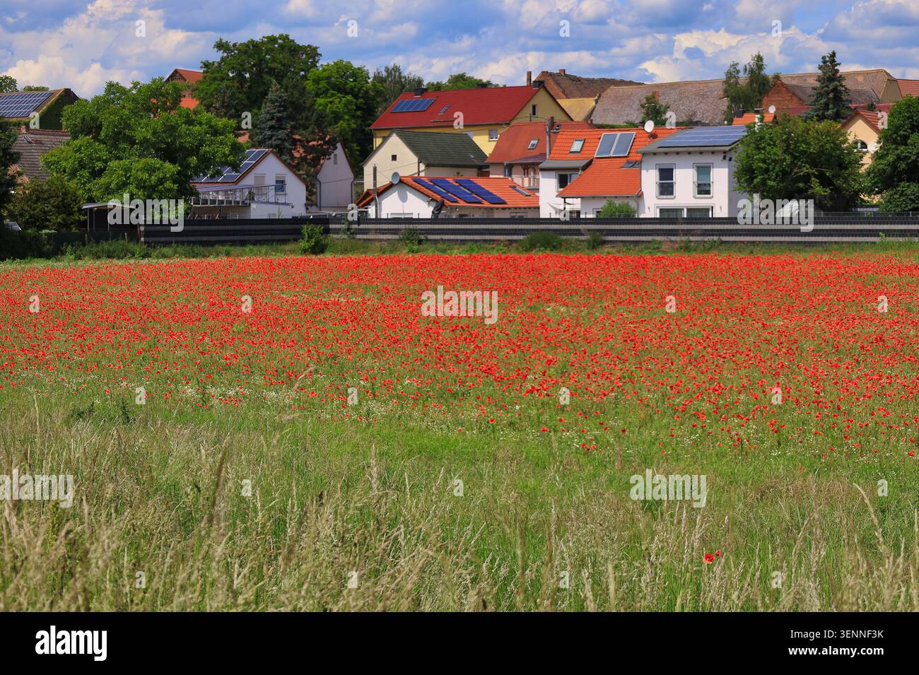 Un champ de coquelicots rouge éclatant sur le chemin cyclable entre Halle et Leipzig près d'Ermlitz par une journée d'été ensoleillée en plein air Banque D'Images