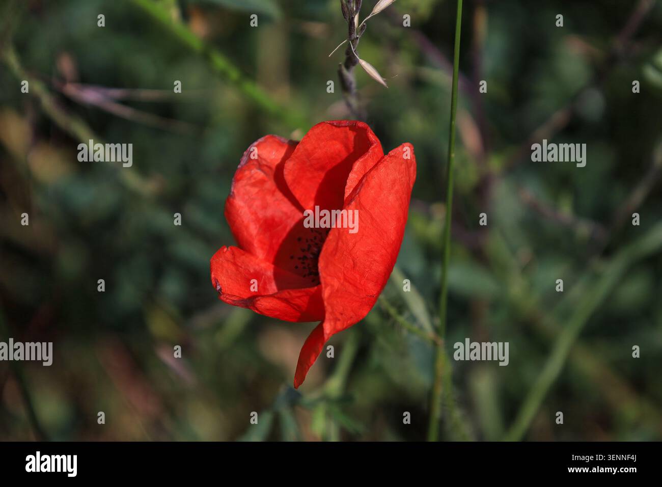 Gros plan d'une fleur de pavot rouge éclatante en été devant un fond vert naturel flou en plein air Banque D'Images