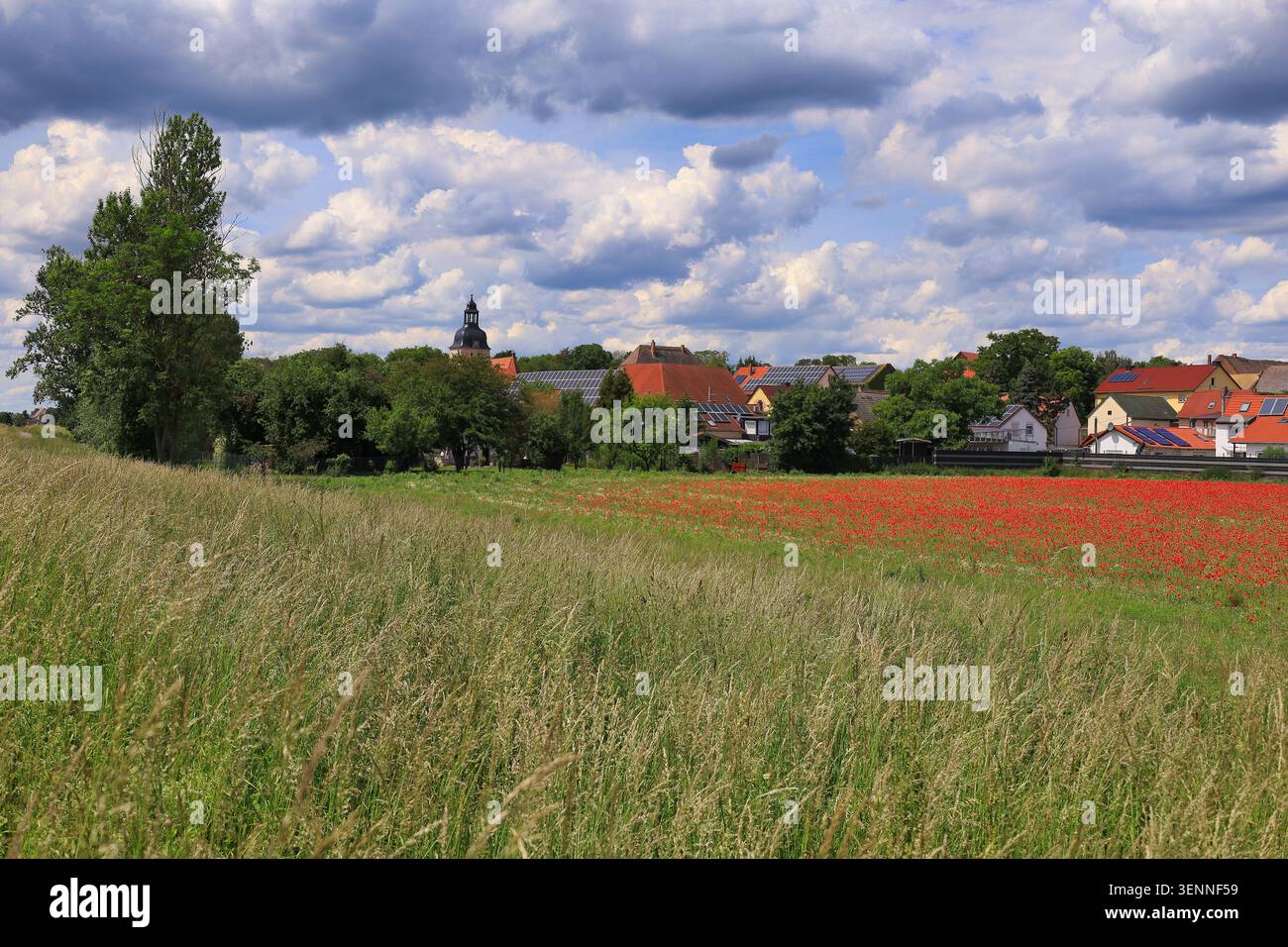 Un champ de coquelicots rouge éclatant sur le chemin cyclable entre Halle et Leipzig près d'Ermlitz par une journée d'été ensoleillée en plein air Banque D'Images