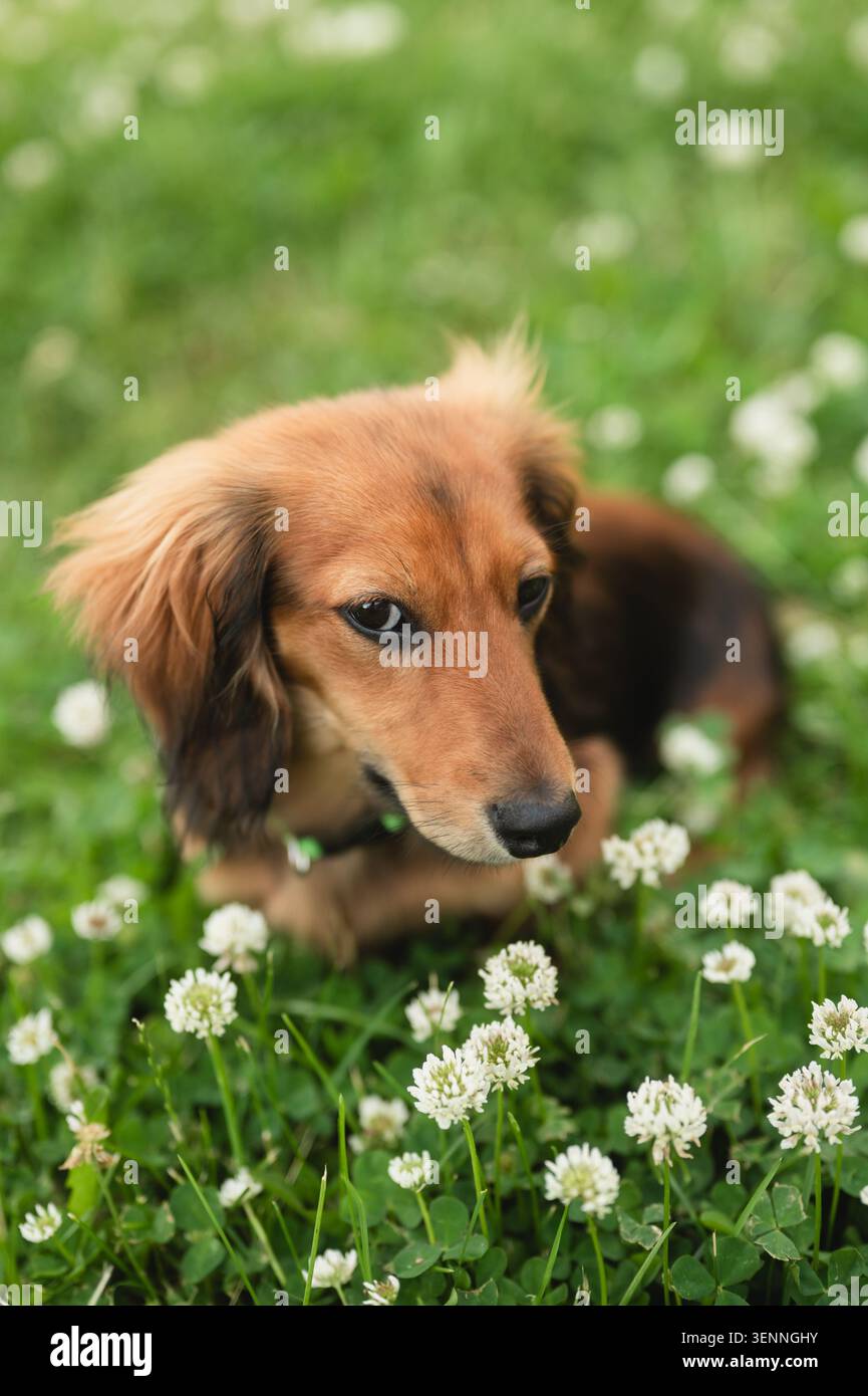 Chiot teckel à poil long dans un champ de trèfle en été Banque D'Images