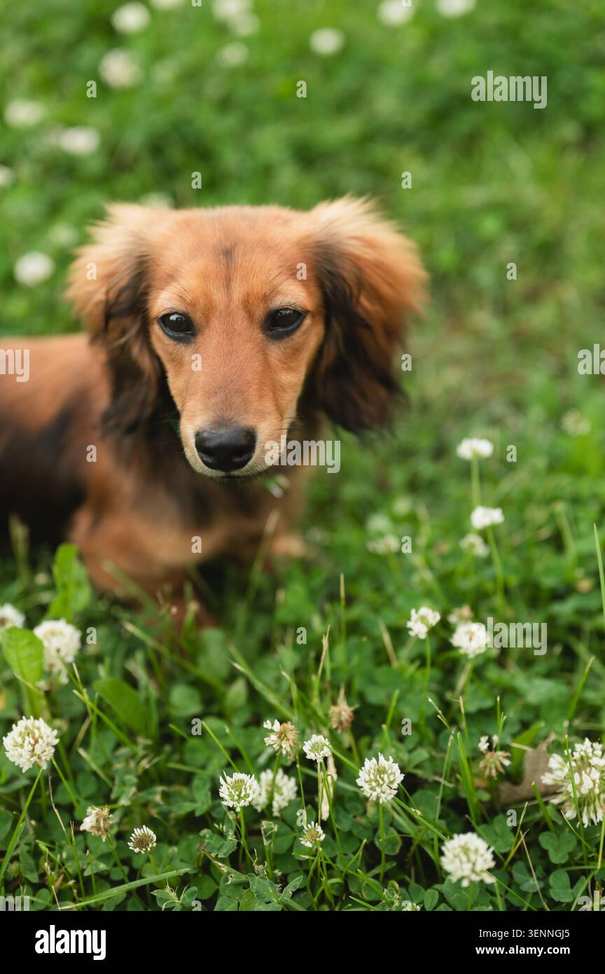 Chien de teckel à poil long debout dans l'herbe verte avec du trèfle Banque D'Images