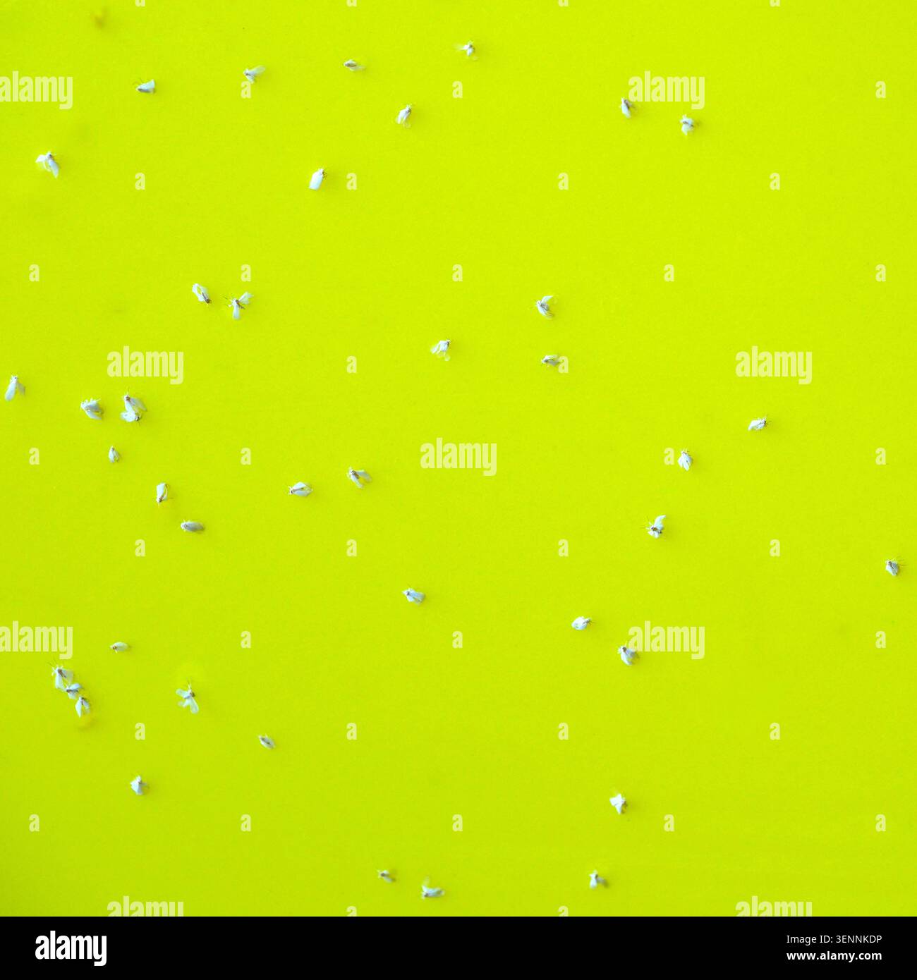 Vue macro de mouches blanches piégées sur une carte de surveillance collante jaune vif utilisée pour la détection et le contrôle des ravageurs dans l'agriculture, l'horticulture et le greenh Banque D'Images