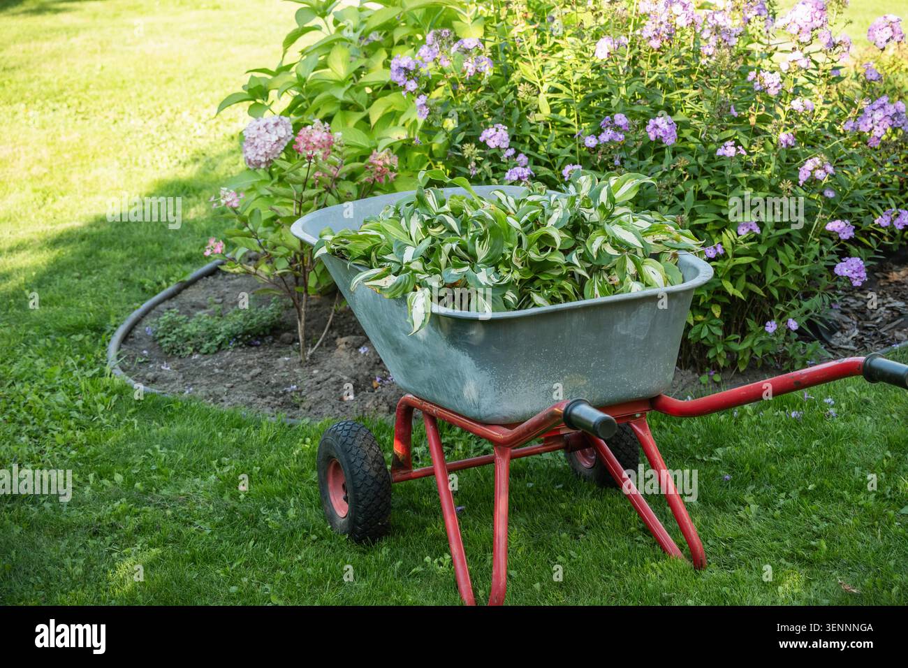 Brouette de jardin remplie de plantes hôtelières fraîches sur pelouse verte près du lit de fleurs en fleurs, travaux de jardinage, aménagement paysager, concept d'entretien extérieur saisonnier Banque D'Images