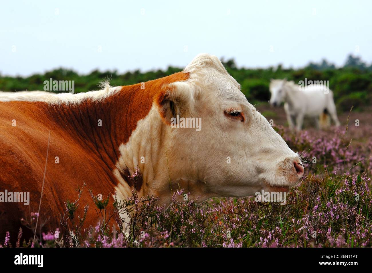 Portrait en gros plan de profil d'une vache bicolore couchée dans un champ de fleurs roses, paysage pastoral et mélancolique de la campagne anglaise Banque D'Images