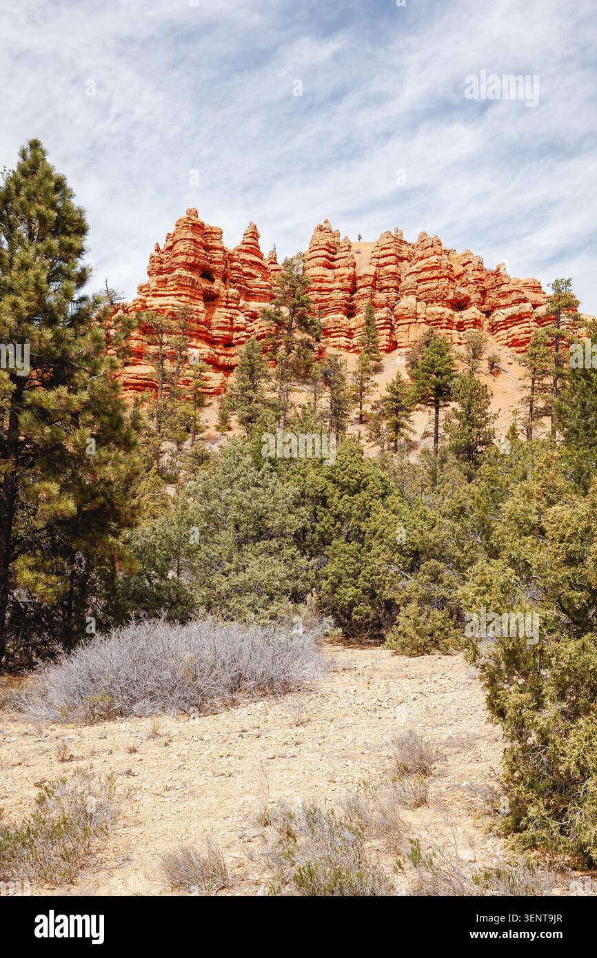 Les falaises rocheuses orange vif et rouge de la formation de Claron contrastent avec les arbres à feuilles persistantes indigènes et un ciel bleu clair. Banque D'Images