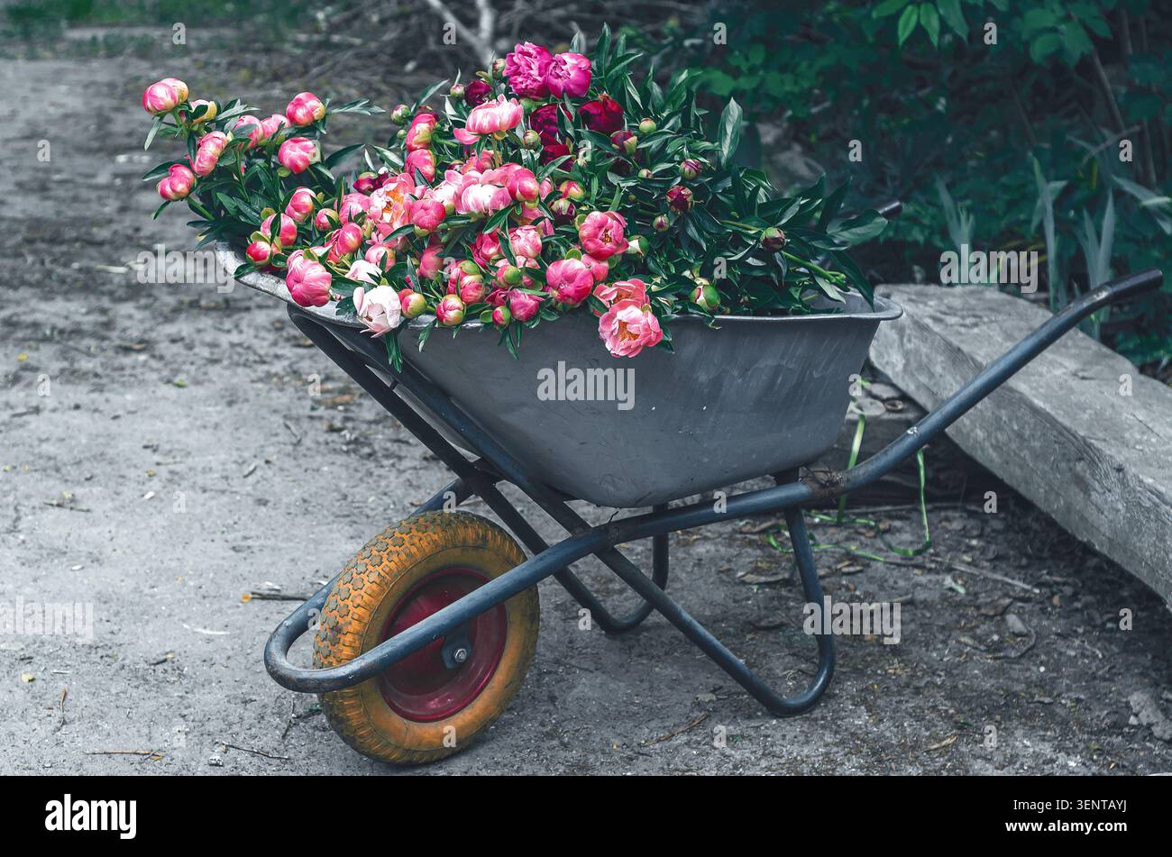 Brouette remplie de pivoines roses fraîchement récoltées dans un jardin luxuriant pendant la saison de floraison estivale. Carm des affaires de fleurs de campagne. Banque D'Images