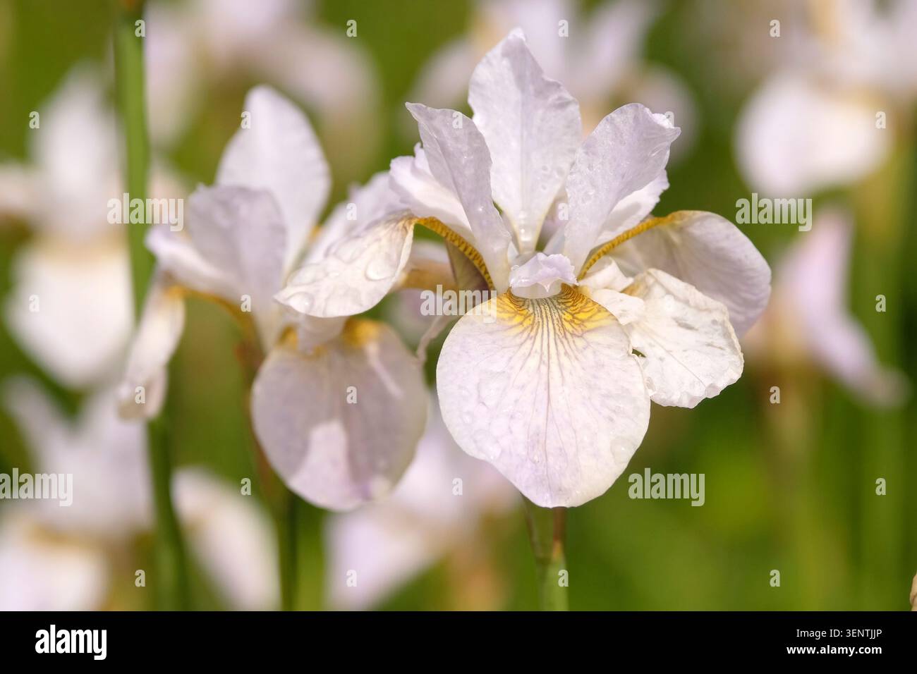 Iris sibérien blanc « Hohe Warte » en fleur. Banque D'Images