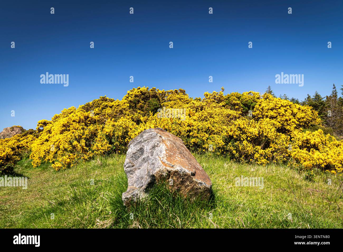 Une image de paysage HDR d'été claire de Gorse, Ulex europaeus, aka furze et Whin, fleurissant sous le soleil de Sutherland, en Écosse. 28 mai 2026 Banque D'Images