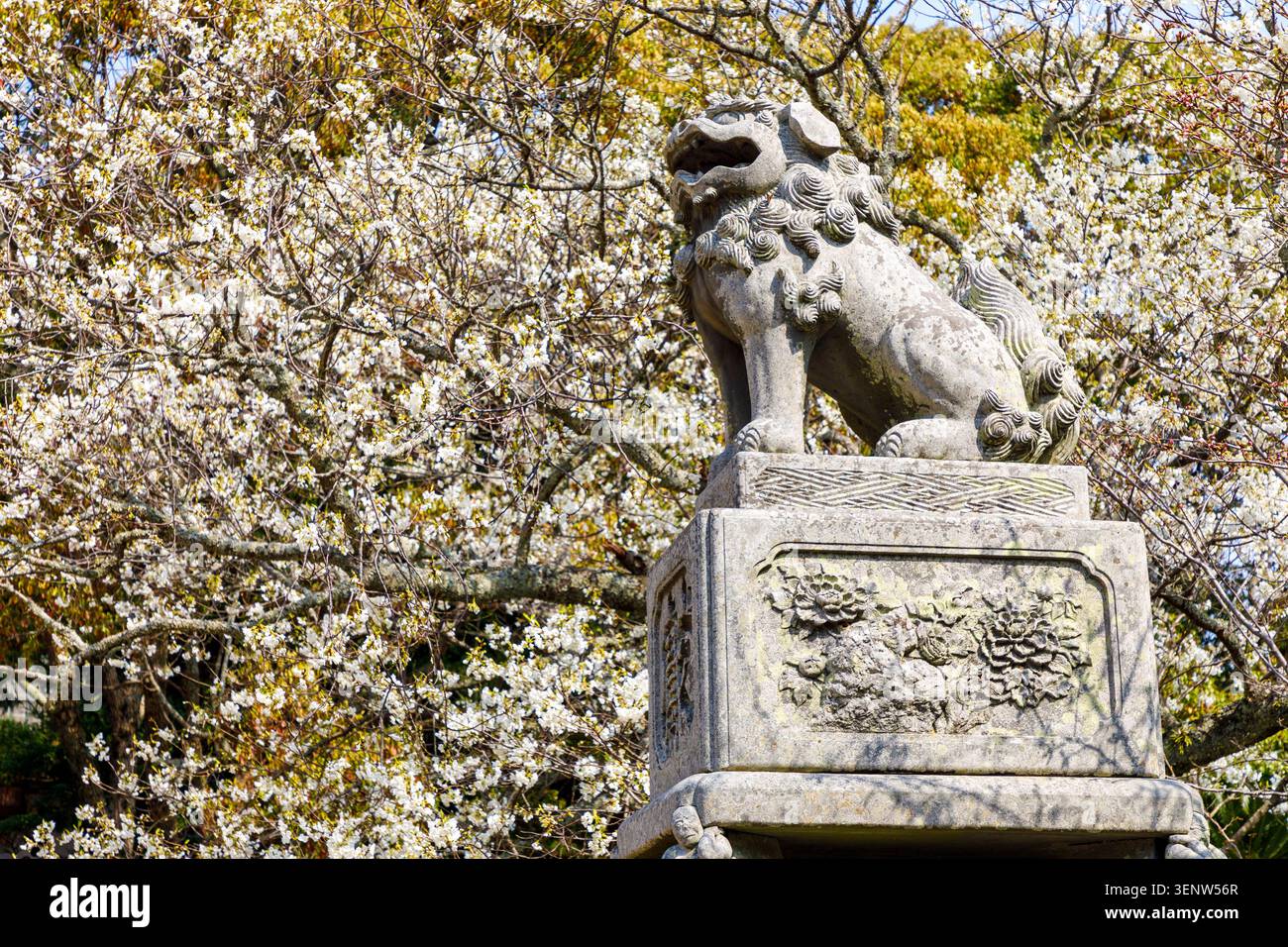 Statue de lion et fleurs de cerisier, Sanctuaire de Shizukiyama, ruines du château de Hagi Parc Shizuki, Hagi, Japon Banque D'Images