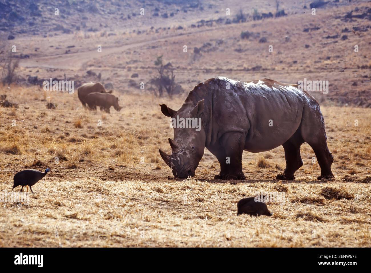 Rhinoceros, Afrique du Sud Banque D'Images