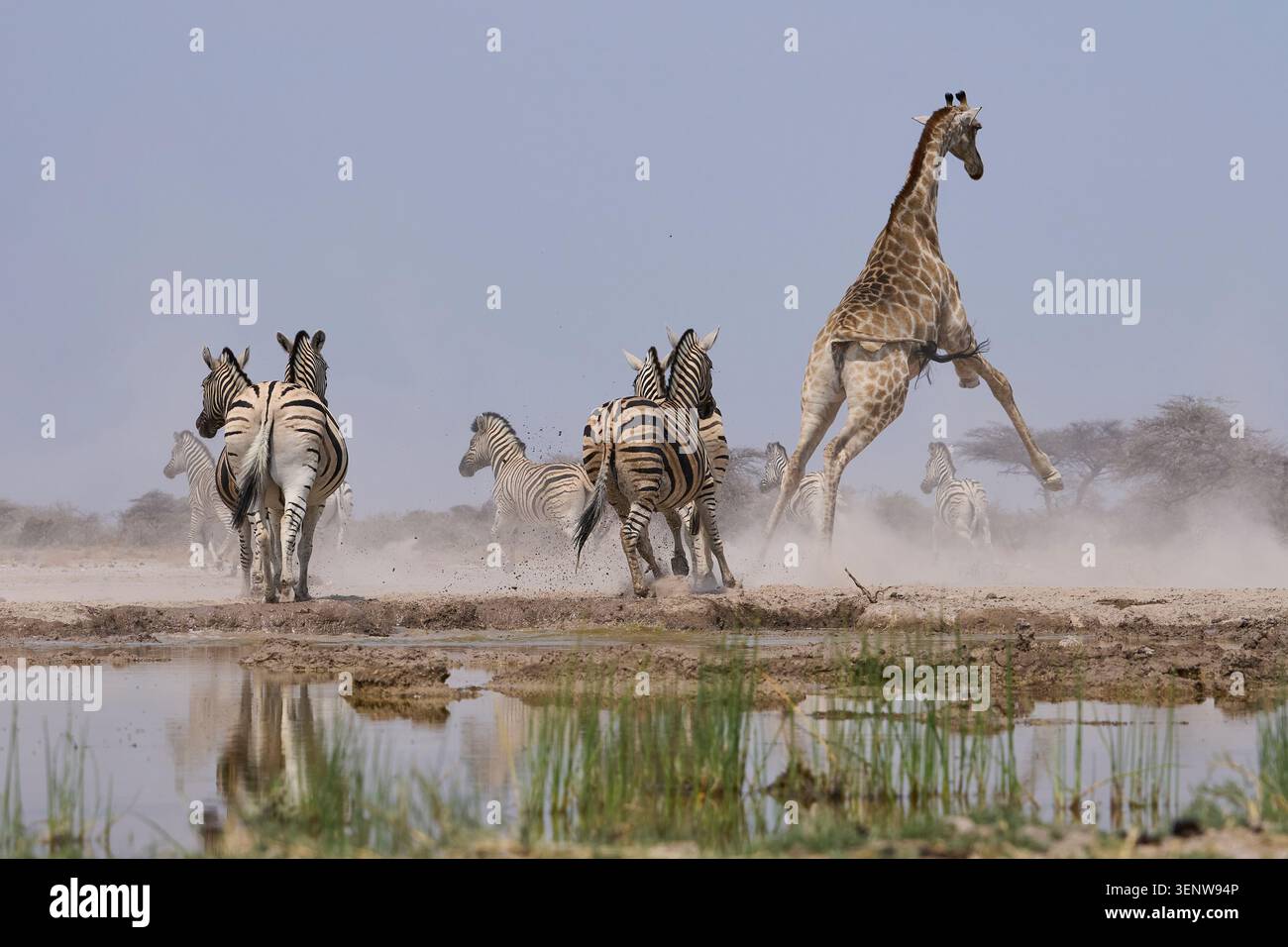 Un groupe mixte de girafe (Giraffa camelopardalis angolensis) et de zèbre des plaines (Equus quagga) sort précipitamment d'un point d'eau dans la réserve naturelle d'Onguma Banque D'Images