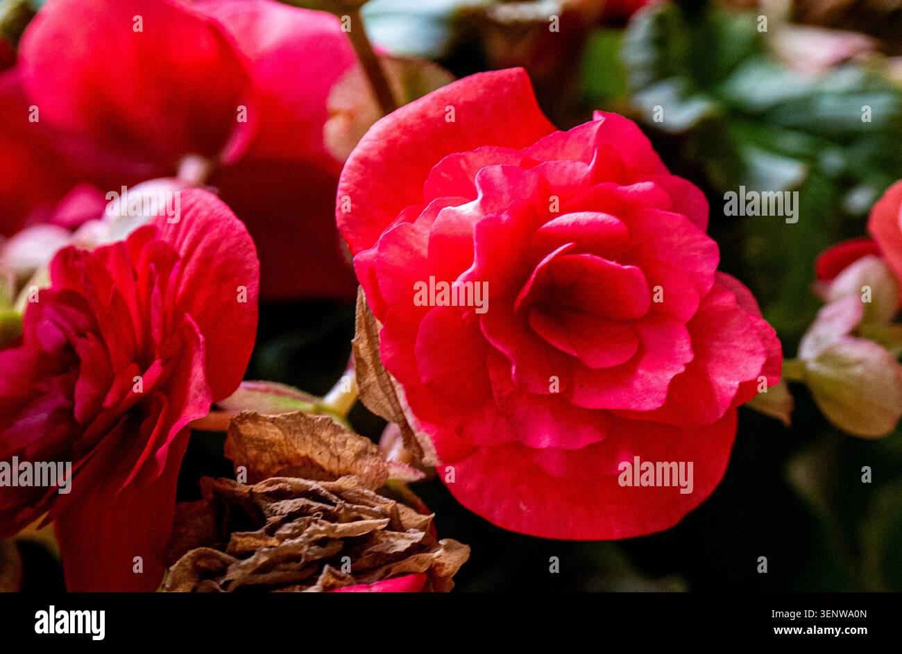 Une fleur rouge éclatante de Begonia Banque D'Images
