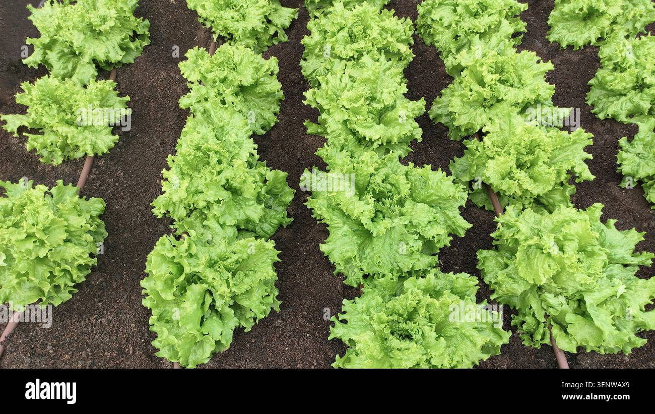 Laitues frisées vertes après la pluie. Laitue à feuilles fraîches bio poussant dans le potager avec système d'irrigation goutte à goutte. Jardinage à domicile. Banque D'Images