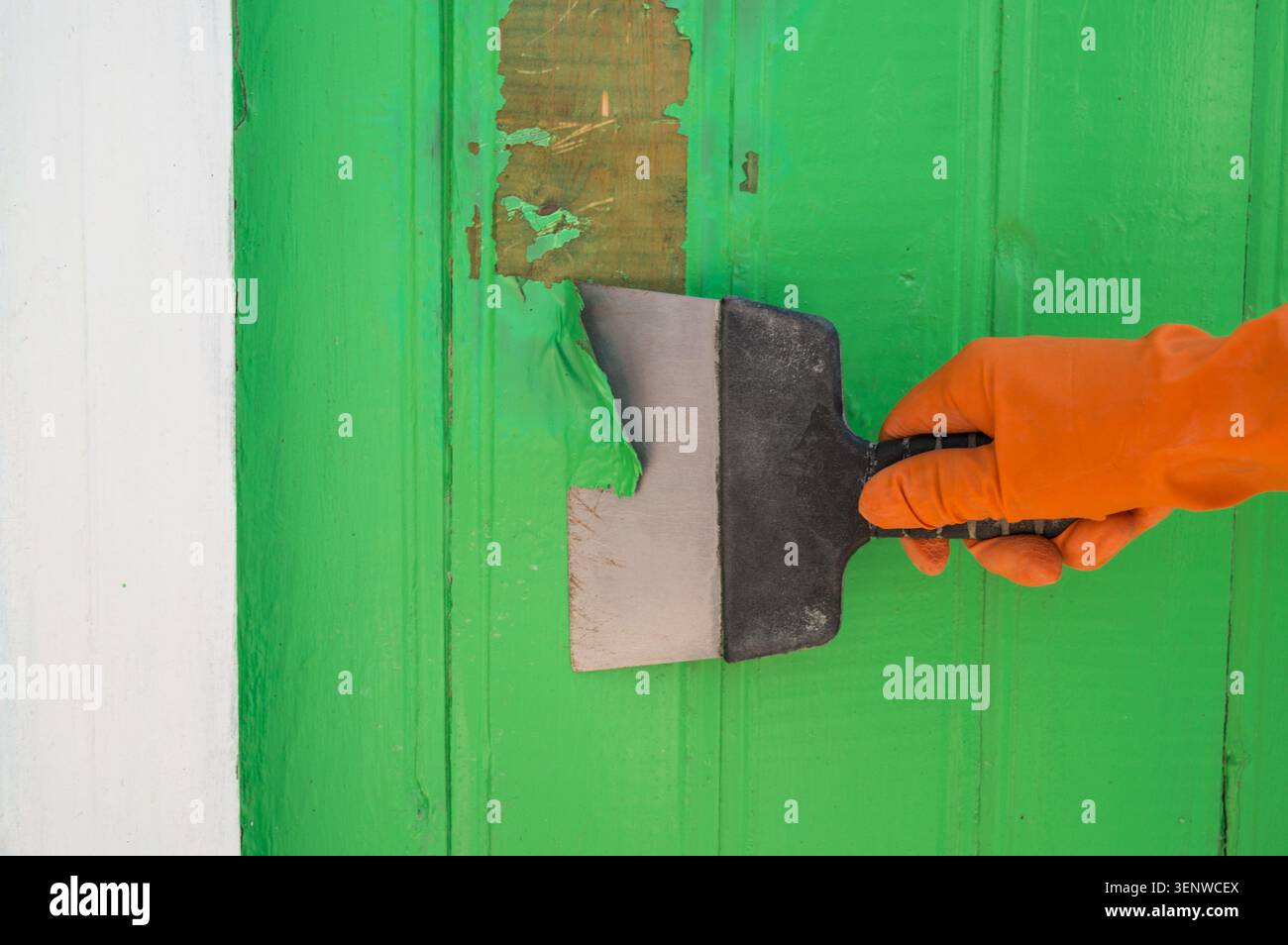 Nettoyage de la porte de la peinture verte à l'aide d'une vieille spatule large. Enlever le revêtement à l'aide d'un outil de construction. Réparations ménagères. Banque D'Images