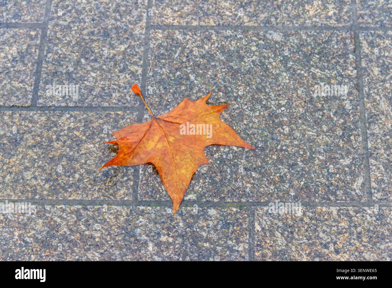 Automne la feuille jaune tombe sur le trottoir humide et pluvieux Banque D'Images
