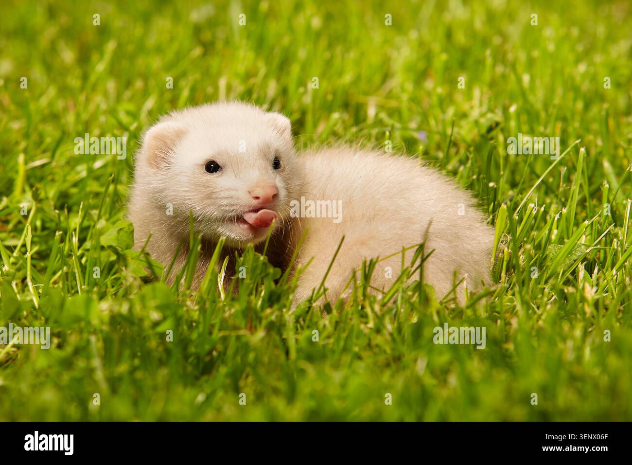 Furet bébé vieux d'environ cinq semaines de détente sur l'herbe d'été Banque D'Images