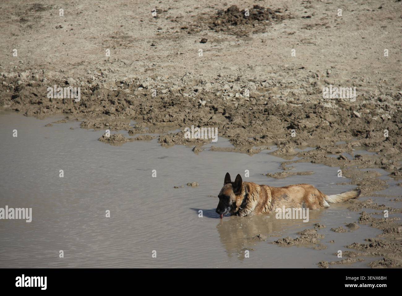 Chien malinois belge se rafraîchissant alors qu'il est allongé dans une flaque d'eau boueuse Banque D'Images