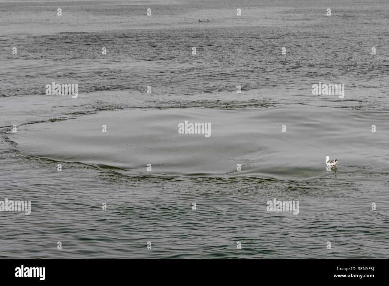 Baleine à bosse, Megaptera novaeangliae, empreinte de fluke après une plongée dans la baie de Monterey, Californie, États-Unis Banque D'Images