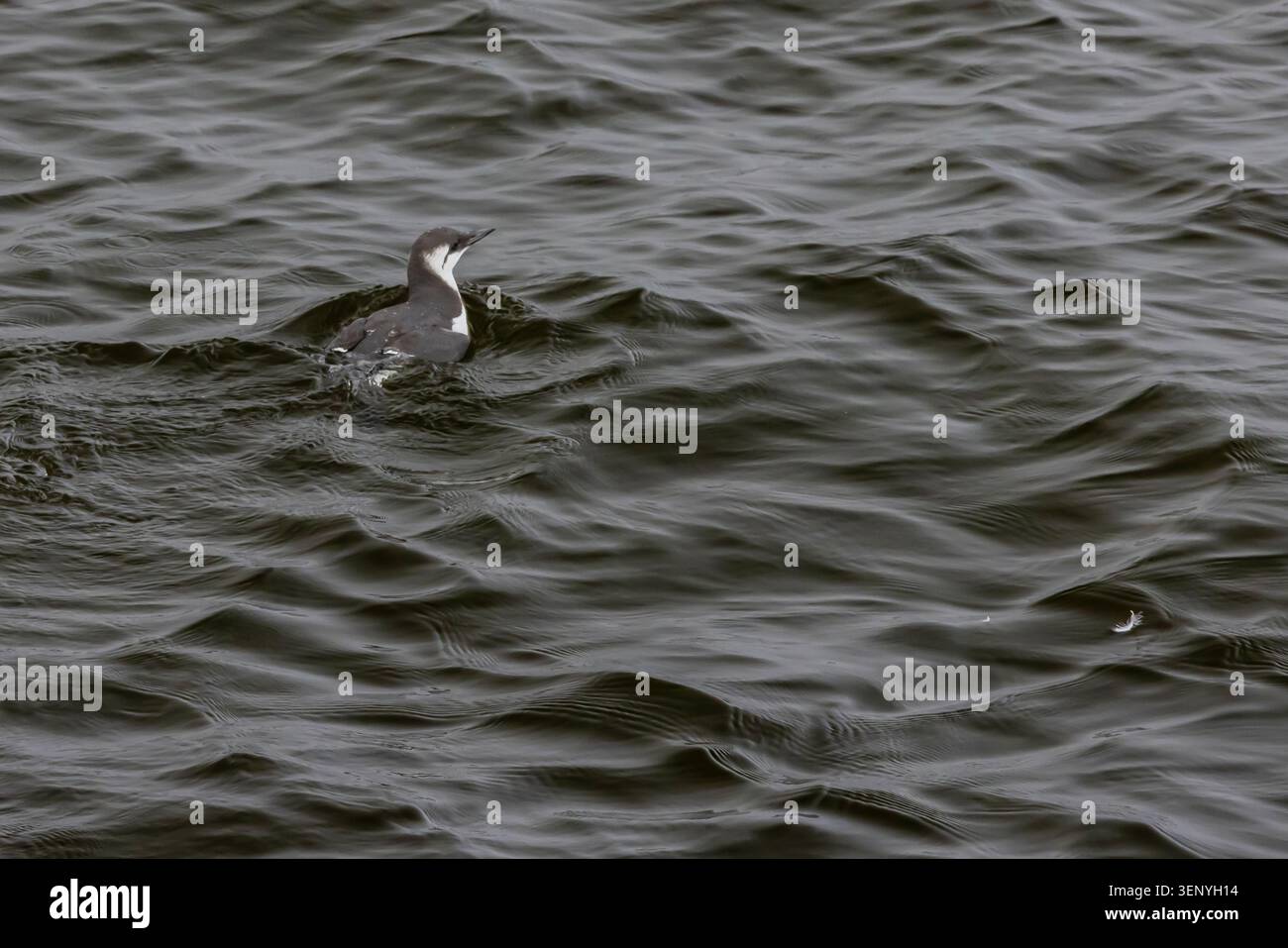 Murre commun, Uria aalge, se nourrissant près des baleines à bosse dans la baie de Monterey, Californie, États-Unis Banque D'Images