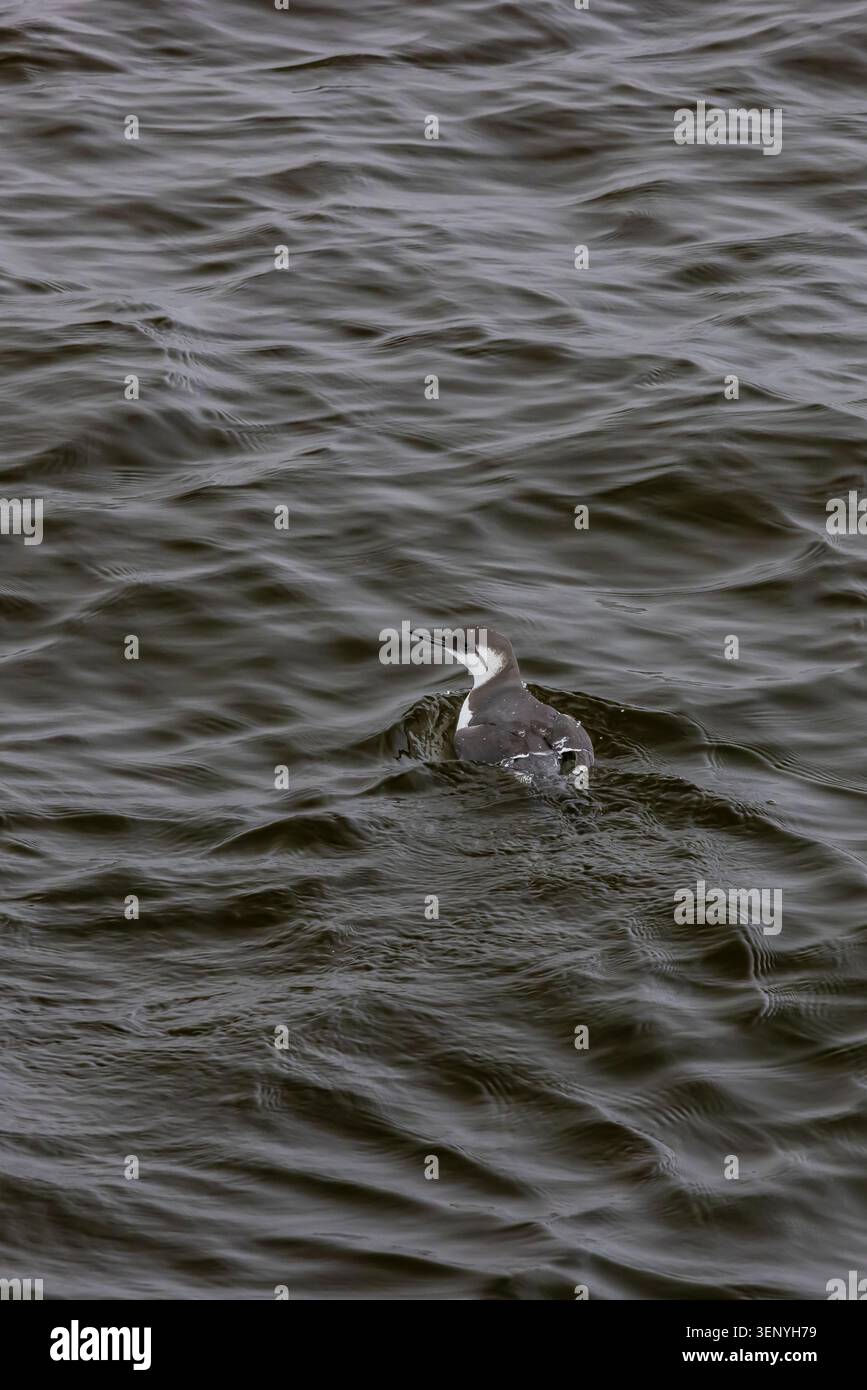 Murre commun, Uria aalge, se nourrissant près des baleines à bosse dans la baie de Monterey, Californie, États-Unis Banque D'Images