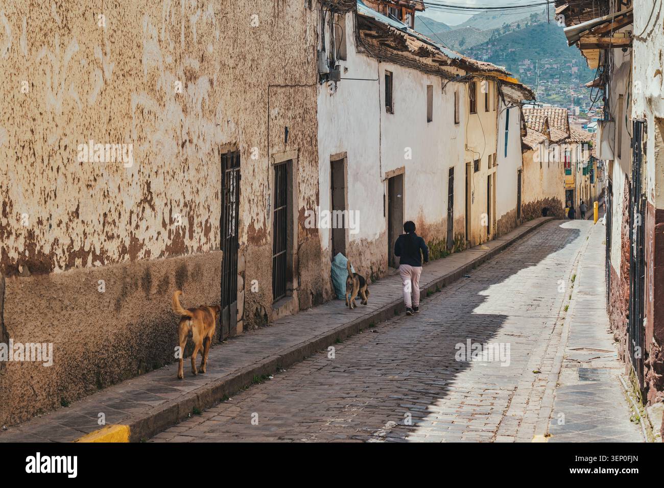 Cusco, Pérou - 23 mars 2025 : scen de rue authentique avec un résident local marchant sur le trottoir aux côtés de deux chiens errants à Cusco Banque D'Images