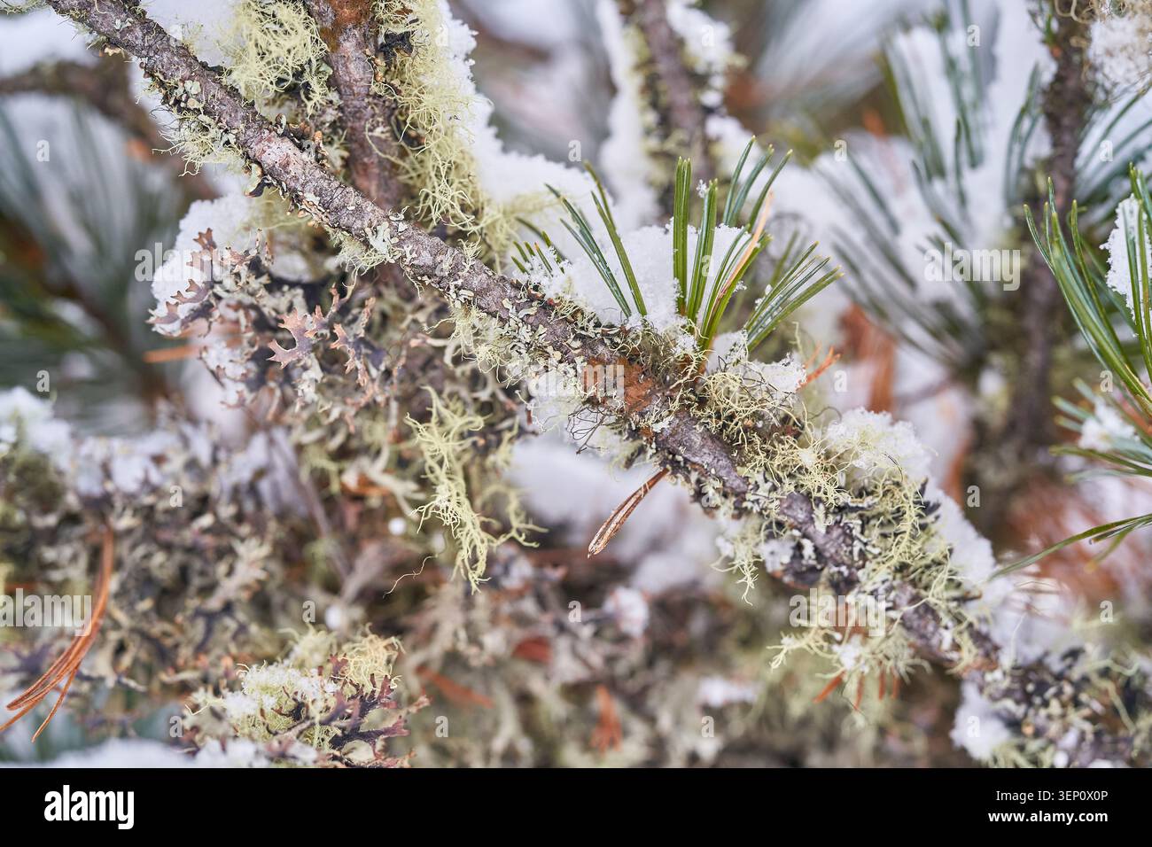 Lichen et mousse s'accrochent à une branche de pin saupoudrée de neige, montrant une texture délicate et des détails hivernaux. Banque D'Images