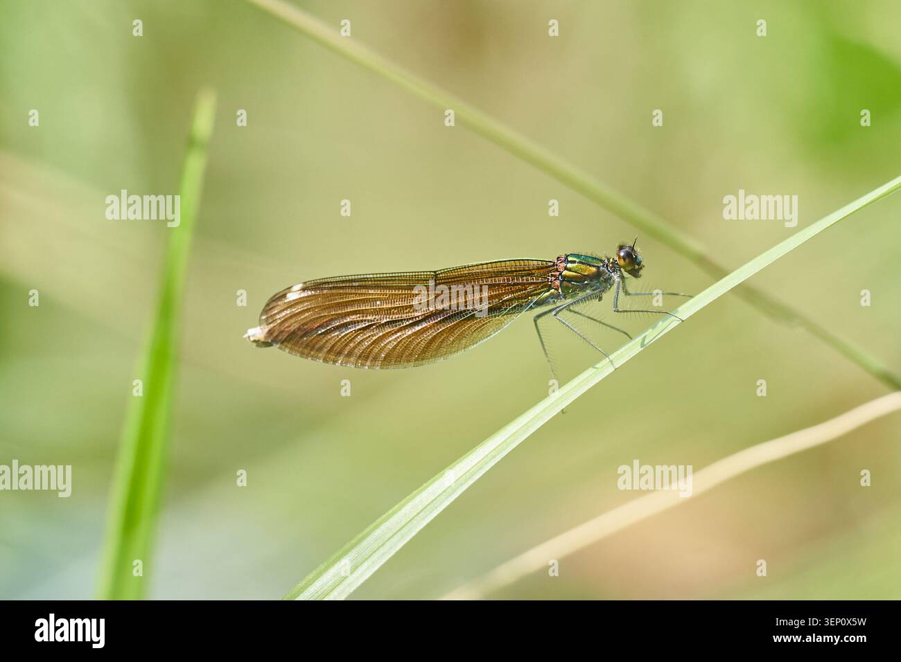 Brune damoiselle perchée sur un brin d'herbe, macro détaillée mettant en valeur les ailes irisées et le corps élancé. Banque D'Images