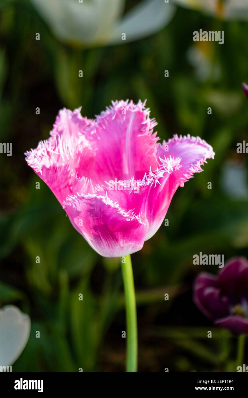 Gros plan d'une fleur de tulipe rose frangée fleurissant dans un jardin au printemps Banque D'Images