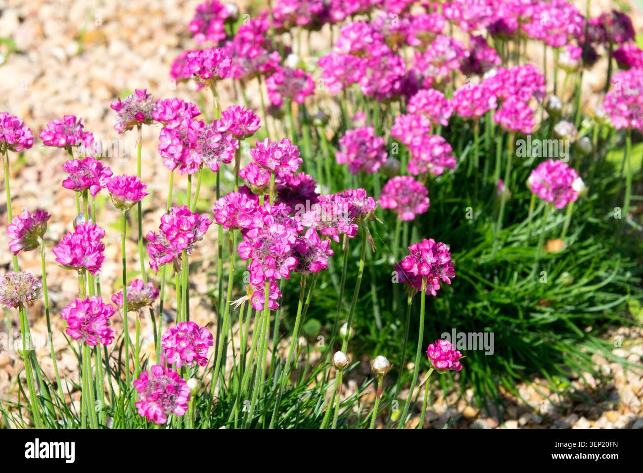Fleurs roses de Sea Thrift Armeria maritima dans un gravier Banque D'Images