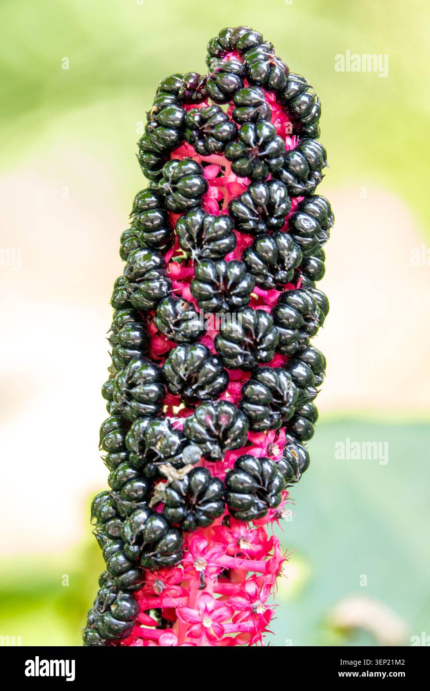 Détail de baies violettes foncées et tige rose de Pokeweed asiatique Phytolacca acinosa dans un jardin d'été Banque D'Images