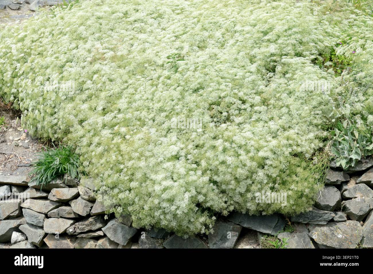 Fleurs blanches d'une plante ombellifère Apiaceae dans un jardin d'été respectueux de la faune Banque D'Images