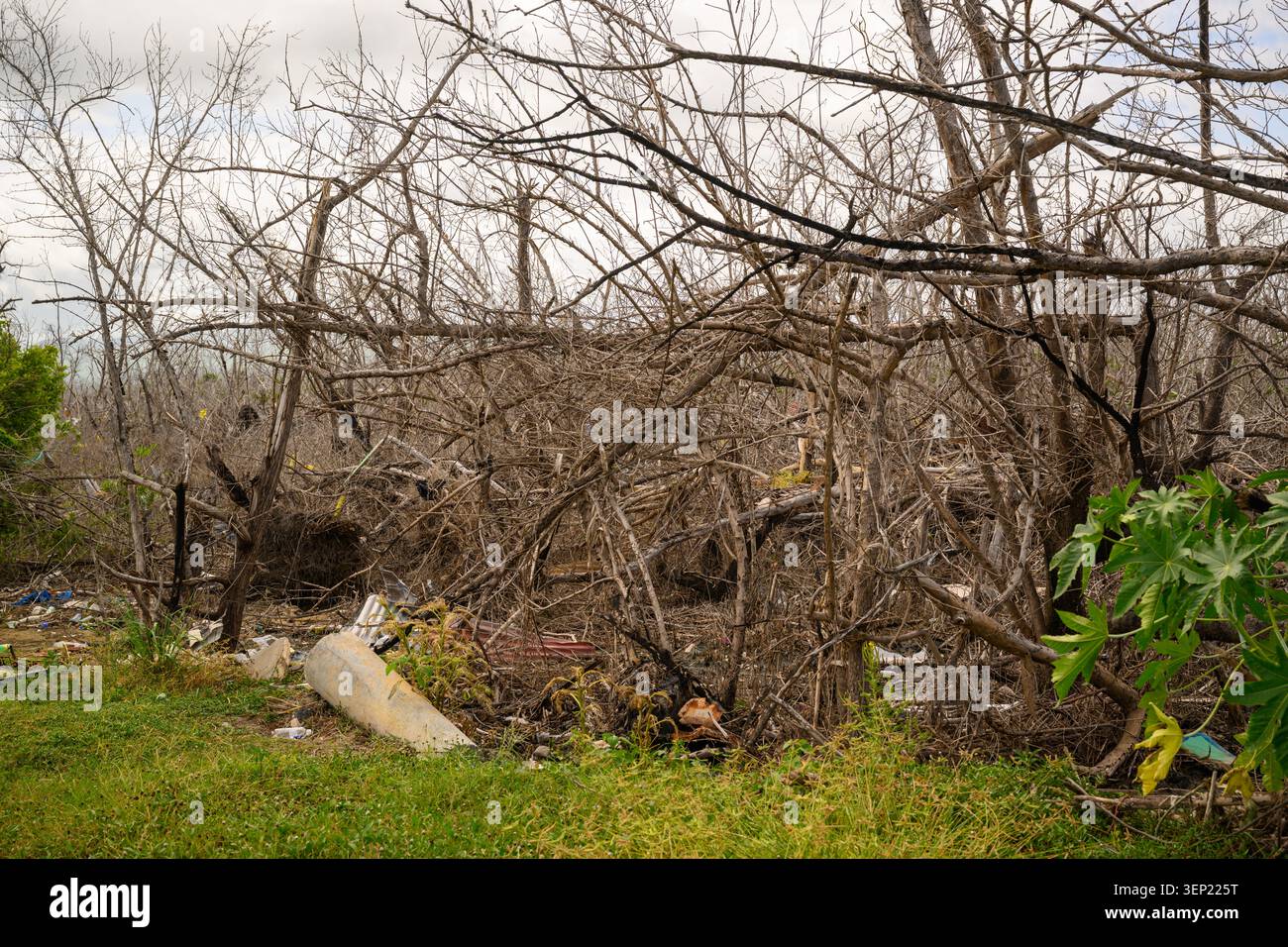 Arbres déracinés et dégâts causés par l'ouragan Melissa en Jamaïque Banque D'Images