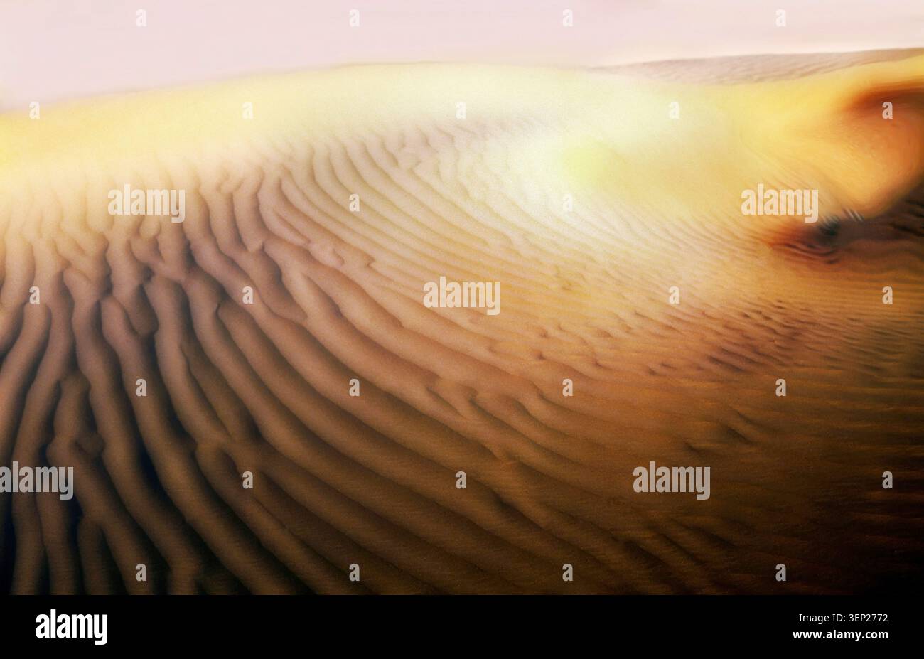 Une vue surélevée sur le sable doré dans un désert vallonné montrant des ondulations complexes sculptées par le vent et des textures abstraites. Banque D'Images