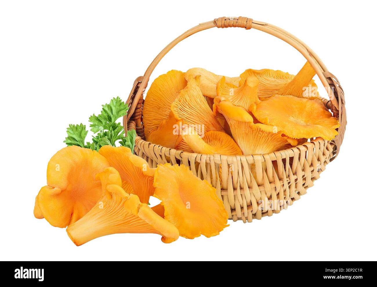 Champignons chanterelles dans un panier en osier isolé sur fond blanc Banque D'Images