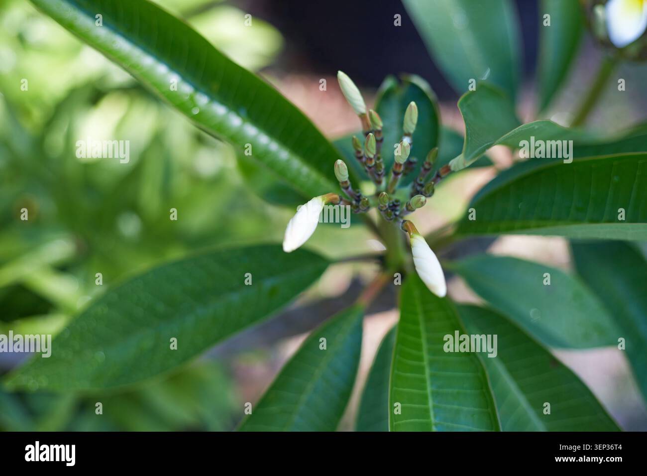 Belles plantes Plumeria poussant dans des pots de culture en tissu. Banque D'Images