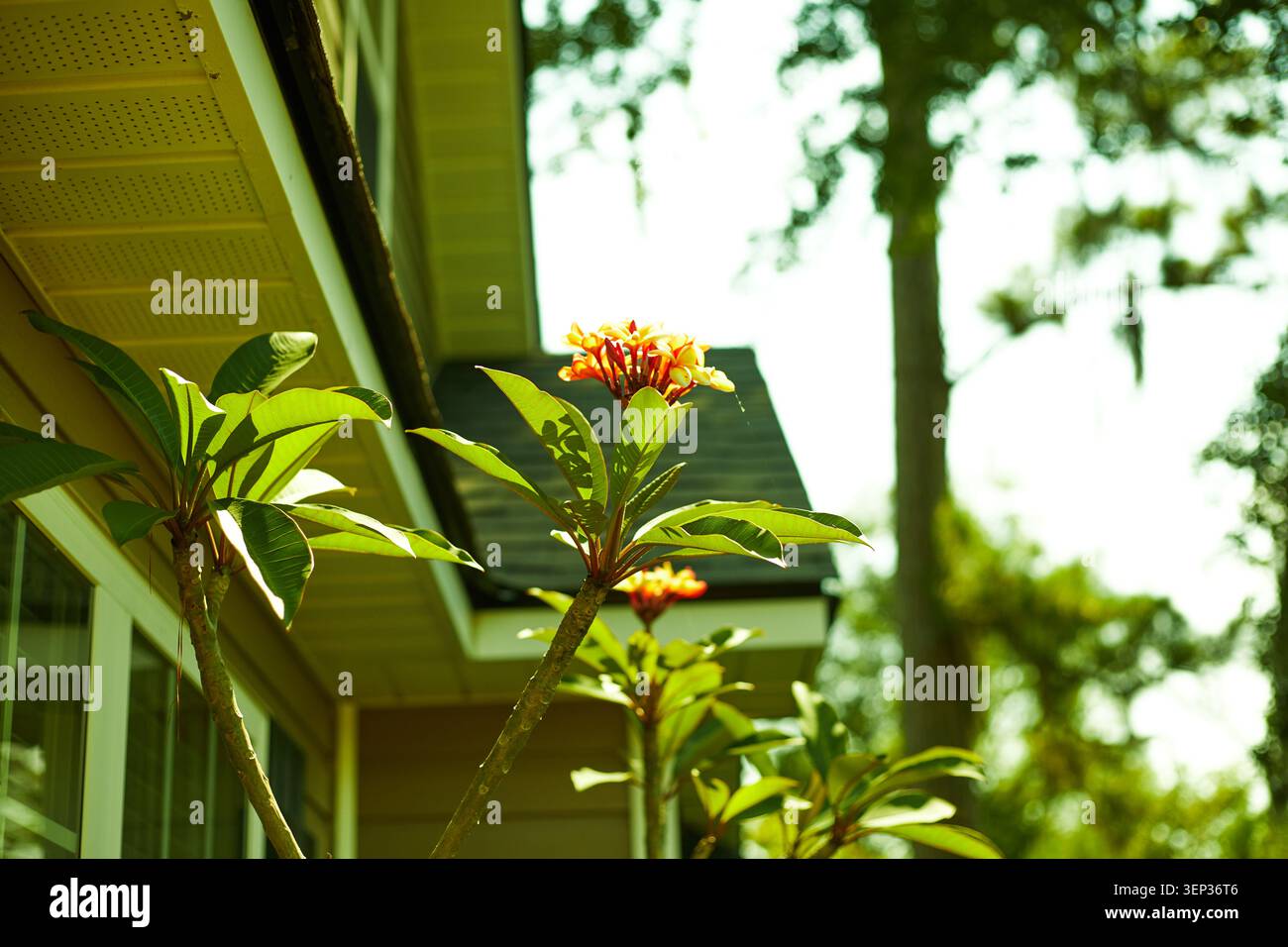 Belles plantes Plumeria poussant dans des pots de culture en tissu. Banque D'Images